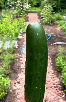 Organic Cucumber